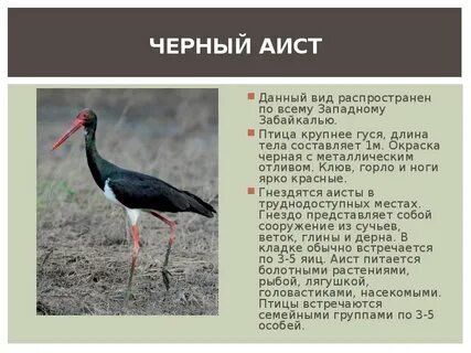 Животные красной книги забайкальского