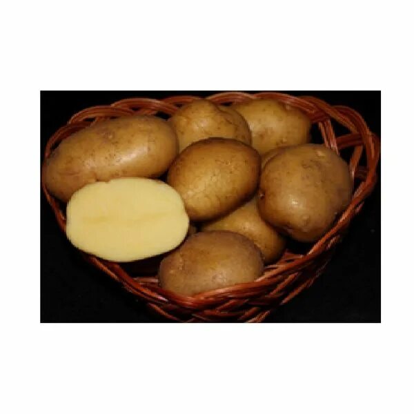 Картофель семенной Колобок. Сорт картофеля Колобок. Картофель Колобок семена. Картофель Колобок фото. Колобок картофель характеристика
