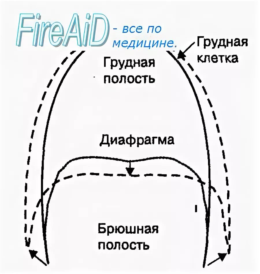 Функция внешнего дыхания биомеханика дыхательных движений. Биомеханика вдоха и выдоха физиология. биомеханика внешнего дыхания физиология. биомеханика актов вдоха и выдоха. биомеханизм вдоха и выдоха физиология.