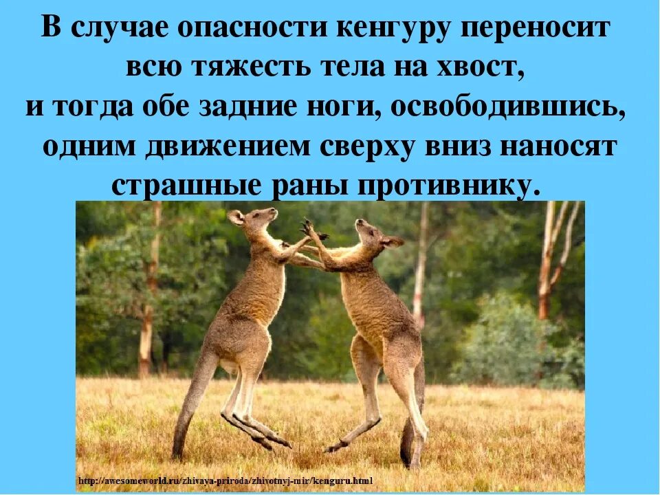 Кенгуру найти слово. Кенгуру. Интересные факты о кенгуру. Интересные факты о кенгуру для детей. Кенгуру презентация.