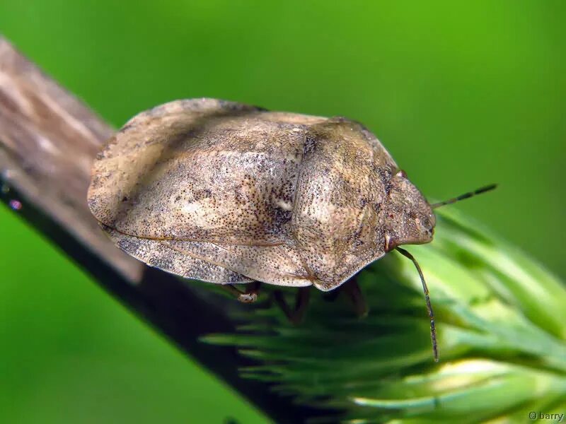 Вредная черепашка – Eurygaster integriceps. Клоп вредная черепашка отряд. Клоп маврская черепашка. Черепашка черепаховидная клоп.