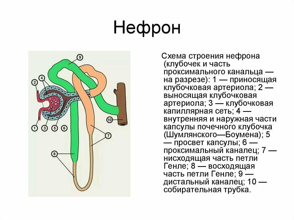 Какую функцию выполняет капсула нефрона. Нисходящая часть петли нефрона образована. Строение нефрона у амфибий. Схема строения нефрона клубочек. Схема строения нефрона физиология.