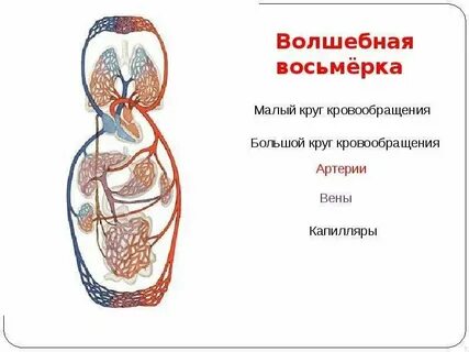 Малый круг кровообращения характерен