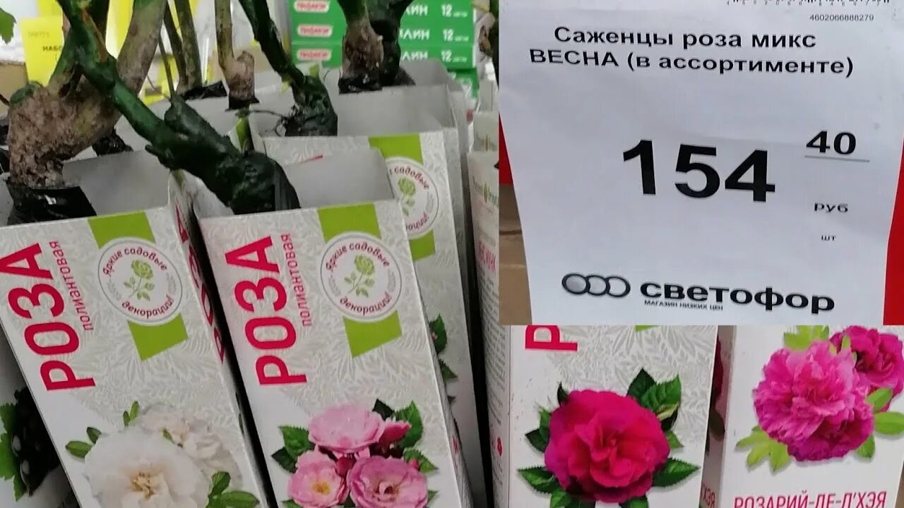 Розы в светофоре 2024. Саженцы в светофоре. Саженцы роз Империя. Светофор цветы саженцы. Розы в светофоре 2023.