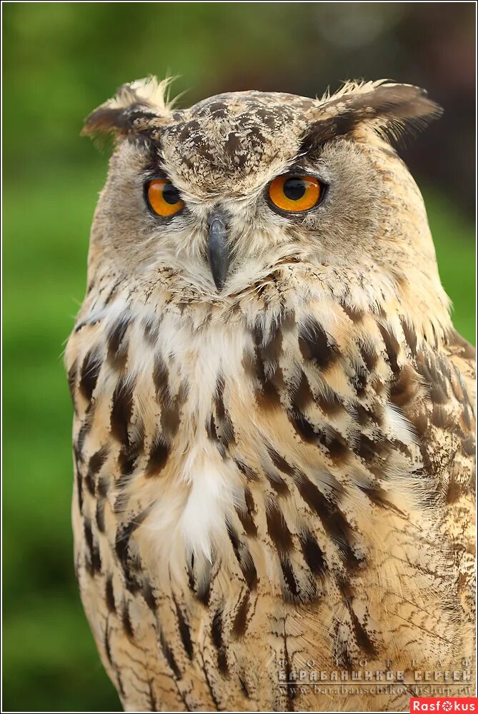 узамбарский филин. виргинский филин. филин bubo bubo. совообразные. филин обыкновенный.