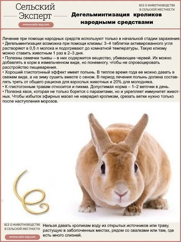 Можно ли давать кроликам ботву. Год кролика. можно ли кроликам полынь.