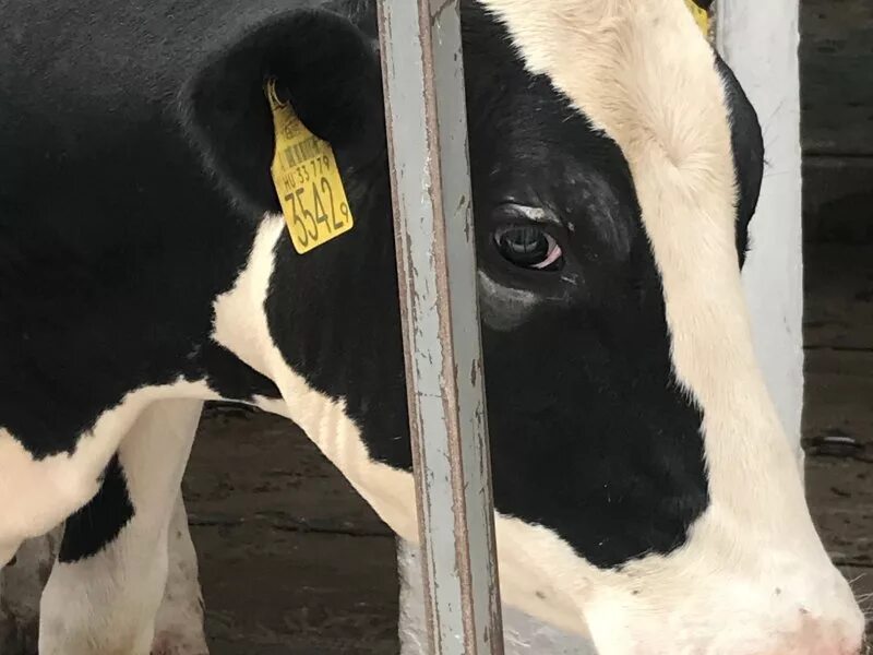 карантин крс