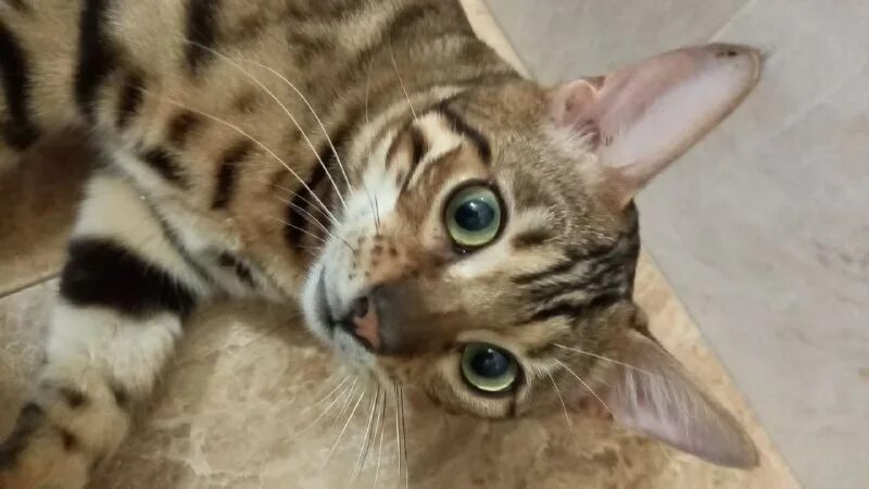 Кошки ташкент. Кошки ташкент. Кошки ташкент. Кошки ташкент. Кошки ташкент.