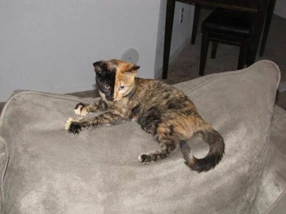 Two-Faced Cat Quimera, Chimera Cat: Photos Cats, Two faced cat, Cool cats