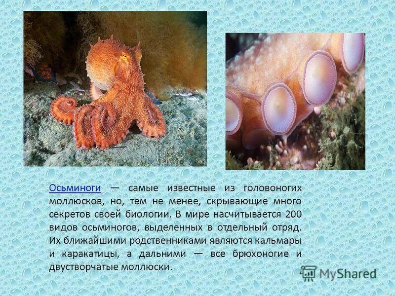 К какому классу относятся головоногие. К какому классу относятся головоногие