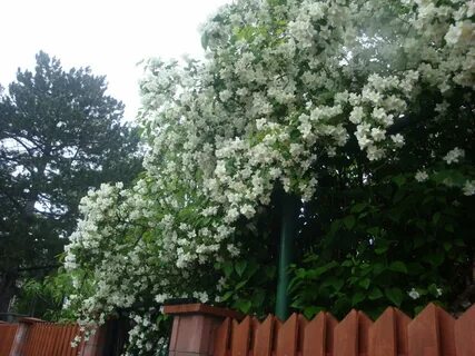 Можно ли обрезать чубушник