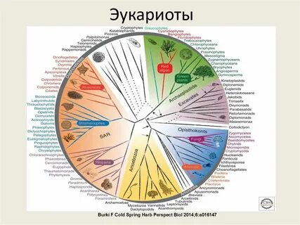 Современная систематика