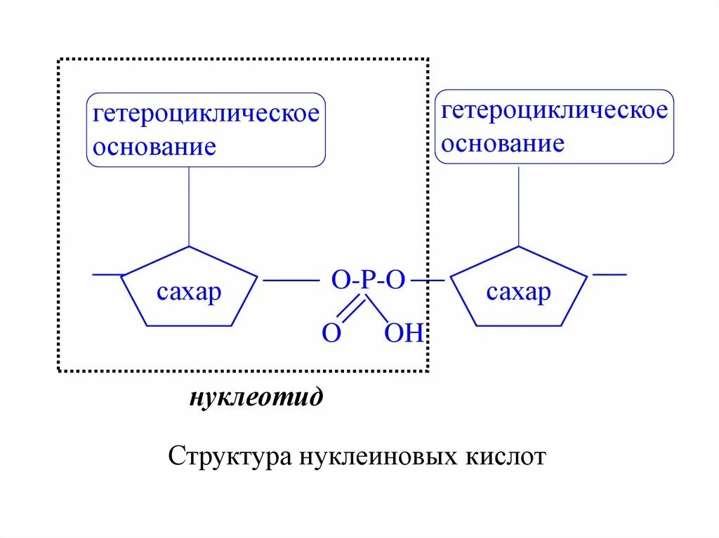 Нуклеотиды и нуклеиновые кислоты. Структура нуклеиновых кислот. Аминокислоты и нуклеиновые основания. Аминокислоты и нуклеиновые кислоты.