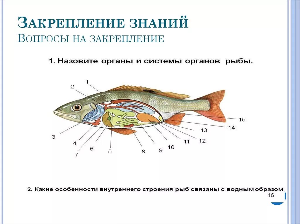 Особенности строения щуки. Внутреннее строение рыбы 7 класс биология. Внутреннее строение рыбы 7 класс. Конспект по биологии внутреннее строение рыб 7 класс. Внутреннее строение рыбы 7 класс по биологии.