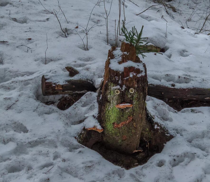 Пенек весной. Клумба из пня. Необычные клумбы для цветов. Клумба из пня. Цветущий пень.