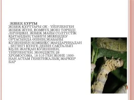 Тәжірибесіз ұлы мен анасы порно видео