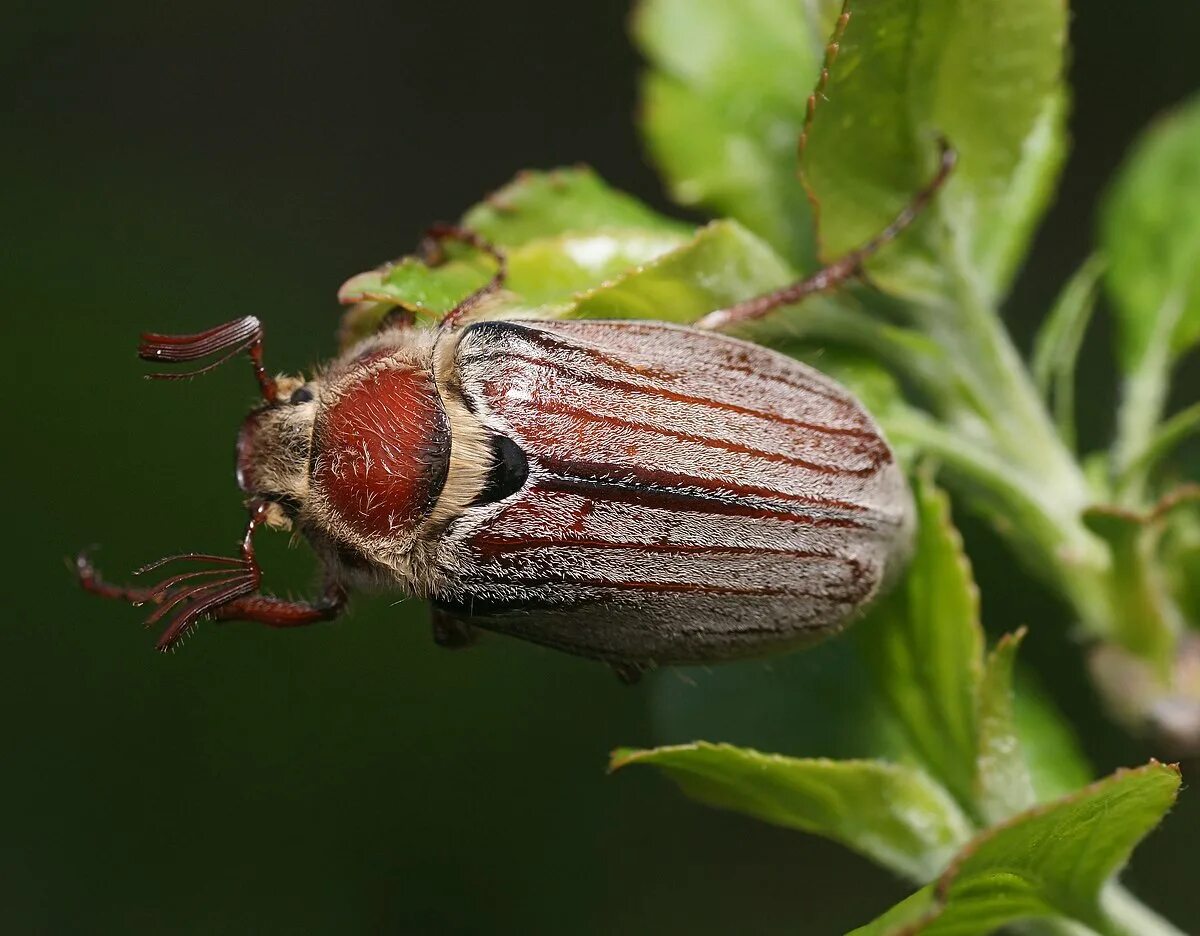 хрущ майский западный. майский западный западный хрущ. жук хрущ майский западный. майский жук самец и самка. самка майского жука.