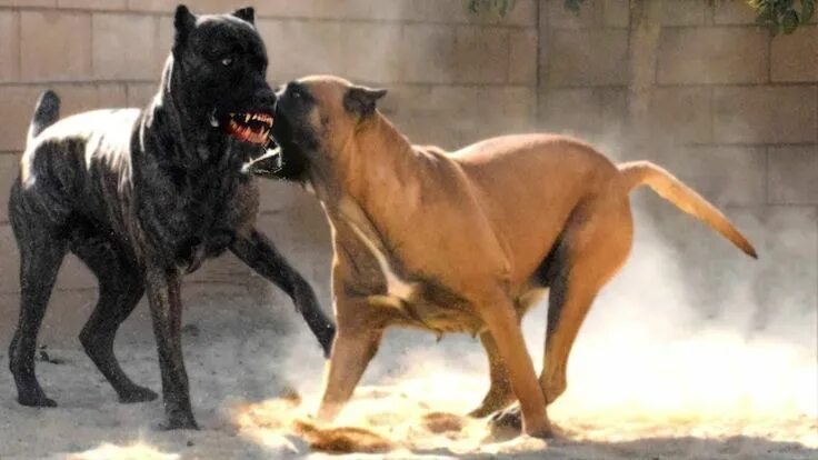 Кане корсо бои. Аргентинский дог и питбуль. Собачьи бои кане корсо. Собачьи бои кане корсо. Аргентинский дог и бультерьер.
