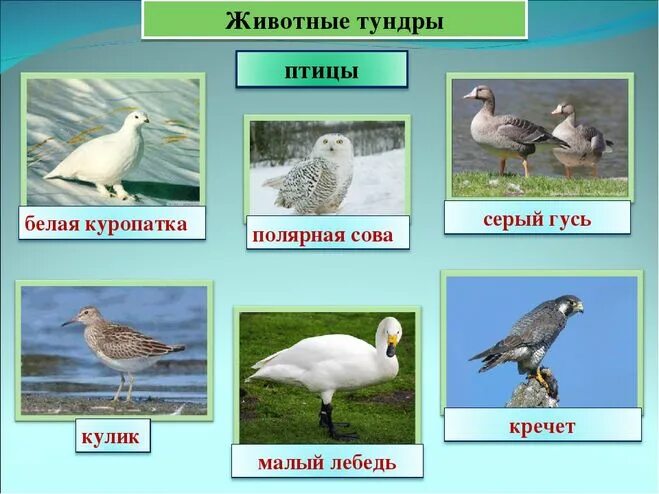 Какие птицы в тундре. Какие птицы в тундре. Зона тундры птицы. Какие птицы в тундре. Птицы в тундре с названием.