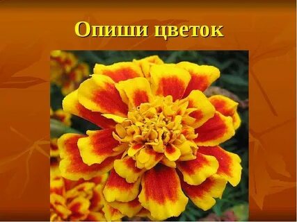 Растения осенью презентация 2 класс