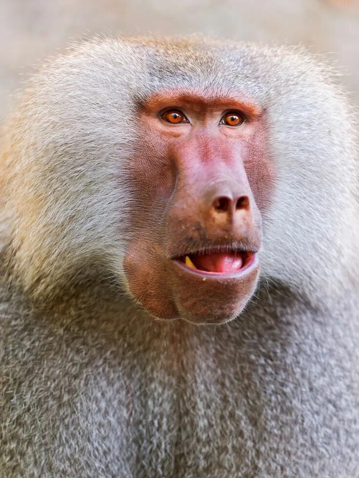 Джин зеленый бабуин. Бабуин мем. Бабуин мем. Бабуин. Бабуин веселый.