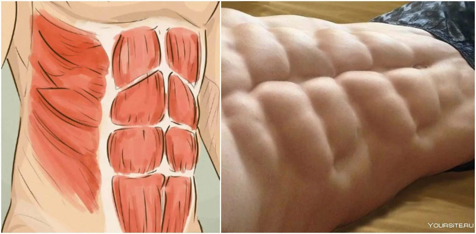 Деформация мышц. Пресс мышцы живота. внутренние мышцы живота. диастаз косых мышц живота. продольная мышца живота.