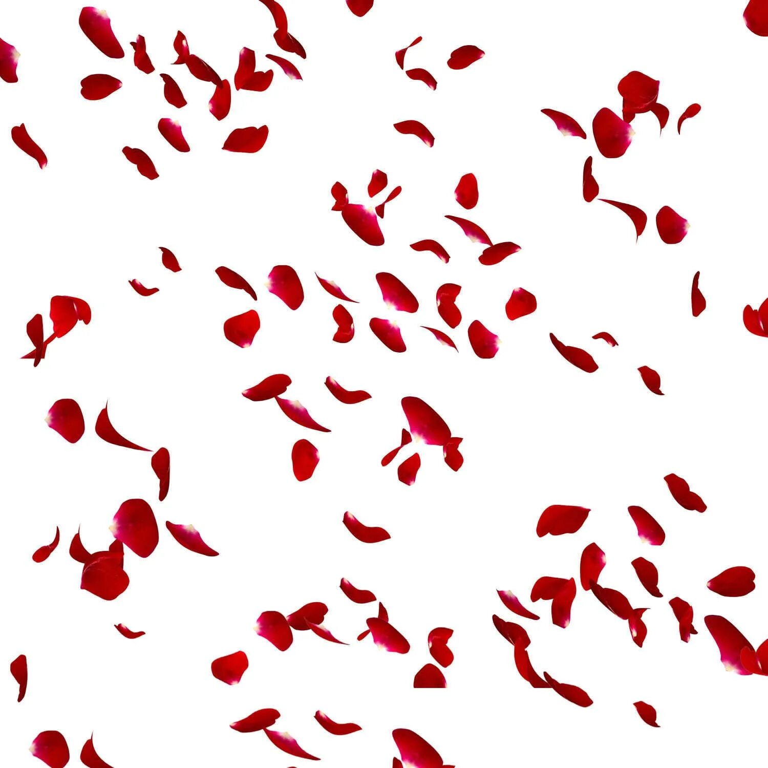 Лепестки роз. Летающие лепестки цветов. Падающие лепестки роз на прозрачном фоне. Лепестки роз для фотошопа. Лепестки роз.