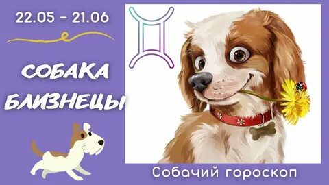 Гороскоп собака женщина на апрель 2024