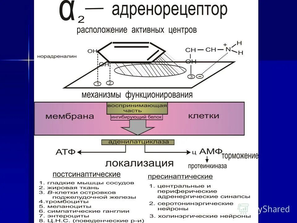 Альфа и бета адренорецепторы. Альфа 2 рецепторы механизм действия. В2 адренорецепторы расположены. Строение адренергического рецептора. Бета адренорецепторы структура.