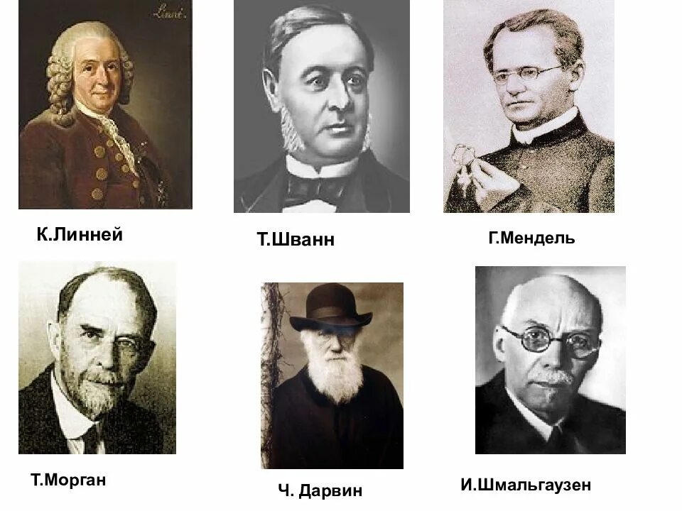 Мендель и морган вклад в биологию. Мендель и морган открытия. Мендель штромм. Морган. Мендель морган.