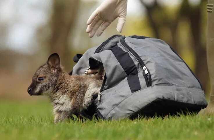Abandoned baby wallaby kept alive in an Argos backpack