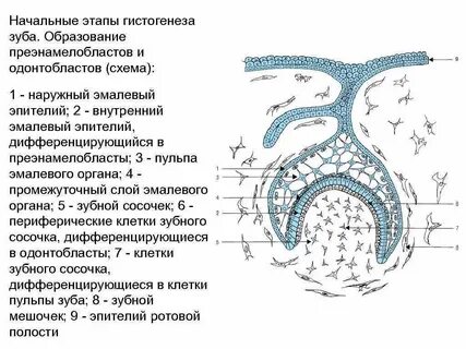 Эмалевый орган