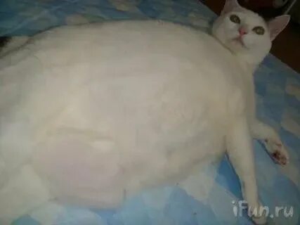 Беременность кошки на ранних сроках