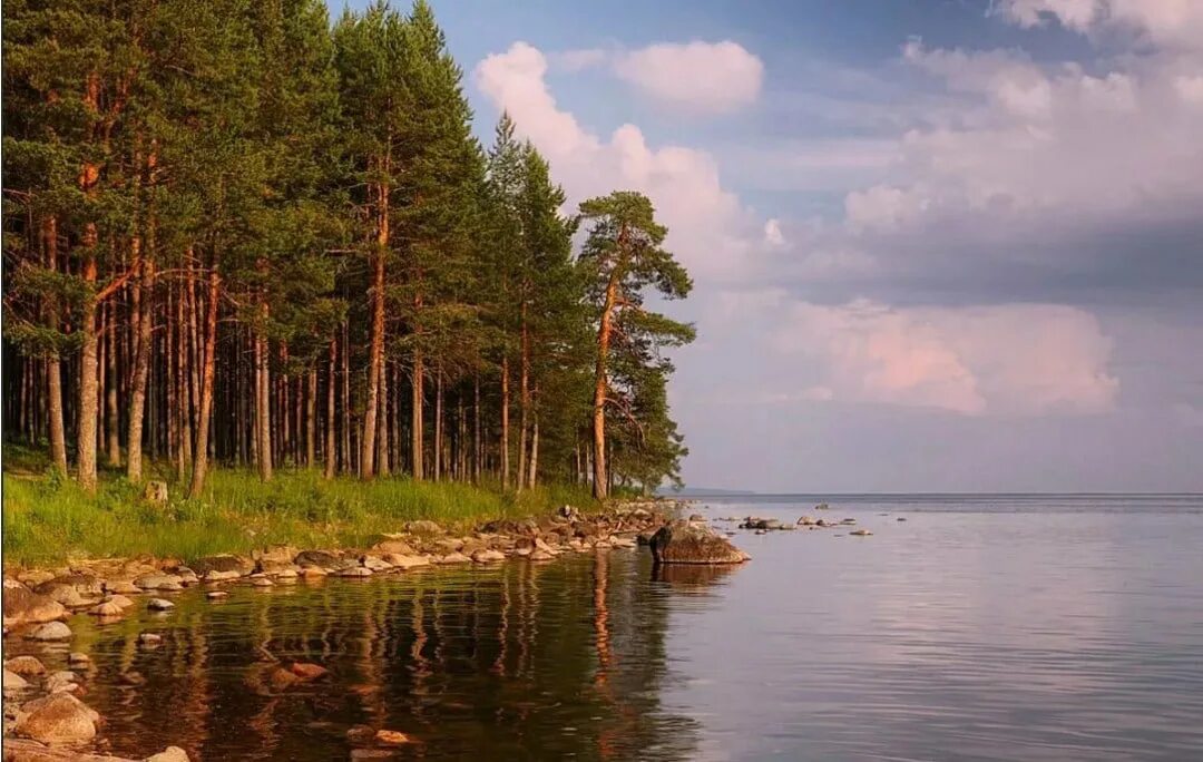 Остров хвойный. Сосновый Бор Карелия. Сосновый Бор Карелия берег. Лесное озеро Сестрорецк. Река Обь Сосновый Бор берег.