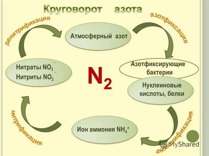 Бактерии усваивающие атмосферный азот. Свободноживущие азотфиксаторы. Бактерии усваивающие атмосферный азот. Бактерии усваивающие атмосферный азот. Свободноживущие азотфиксирующие бактерии.