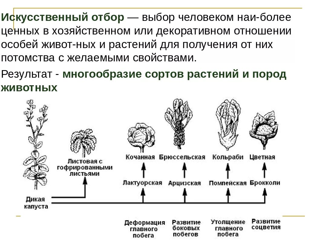 Искусственный отбор примеры. Примеры искусственного отбораотбора. Искусственный отбор растений. Искусственный отбор примеры растений. Выведение чистой линии растений