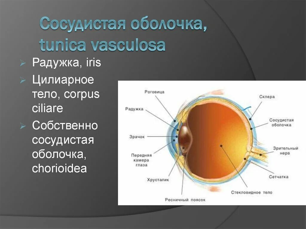 Часть оболочки сетчатки глаза. Внутренняя оболочка сетчатка строение. Части сетчатки глазного яблока. Сетчатка глаза Зрительная часть.