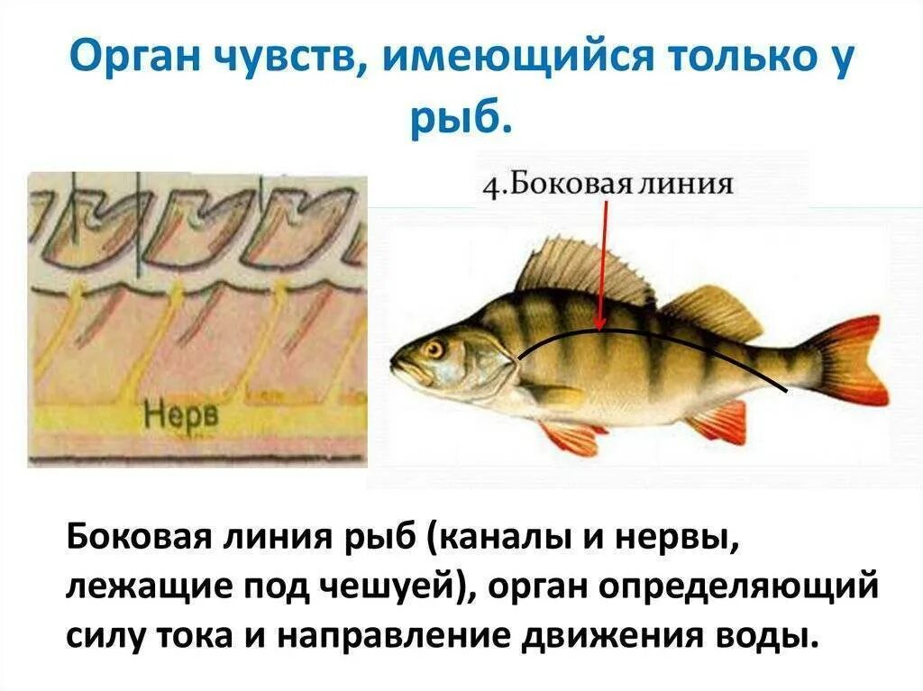 Какой класс у рыб. Органы чувств рыбы схема. боковая линия орган чувств у рыб. органы чувств у рыб 7 класс биология. органы осязания у рыб.