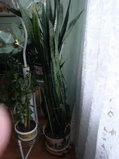Отдам цветы