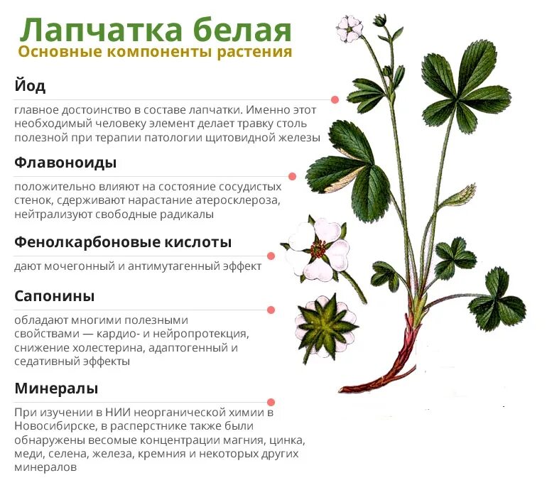 Лапчатка белая свойства и противопоказания для женщин. Трава лапчатка белая. Лапчатка белая лечебное растение. Корневища лапчатки прямостоячей сырье. Лапчатка прямостоячая корень.