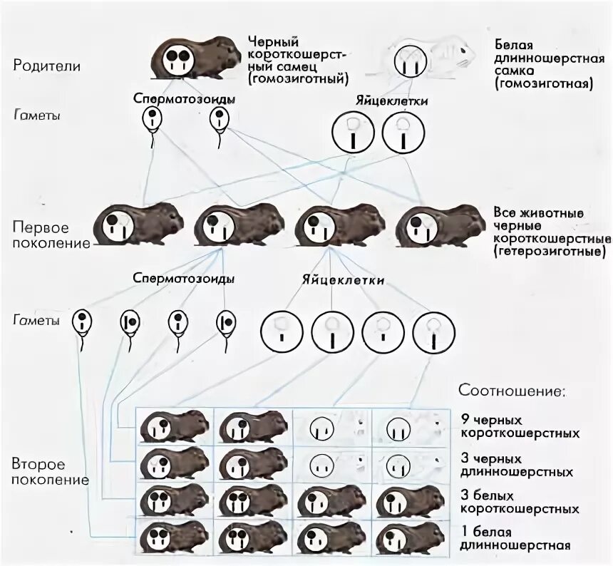 Схема скрещивания морских свинок. Схема скрещивания морских свинок черных. При скрещивании двух морских свинок с черной шерстью. Скрещивание черных морских свинок. Дигетерозиготный хомяк