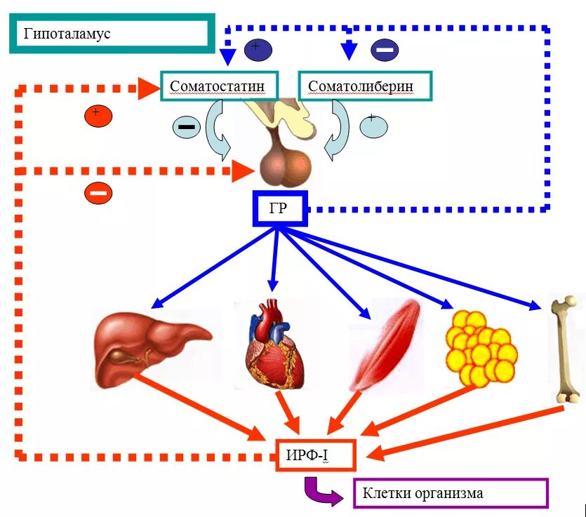 Синтез гормона роста. Механизм действия соматотропного гормона схема. Соматотропный гормон Синтез схема. Соматолиберин соматотропный гормон. Механизм действия соматотропного гормона физиология.