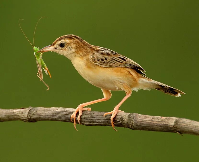 насекомоядные птицы представители. насекомоядные птицы россии. насекомоядные птицы представители. птицы картинки. насекомоядные птицы леса.