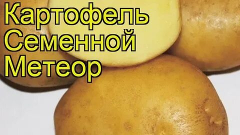 Сорт картофеля метеор характеристика