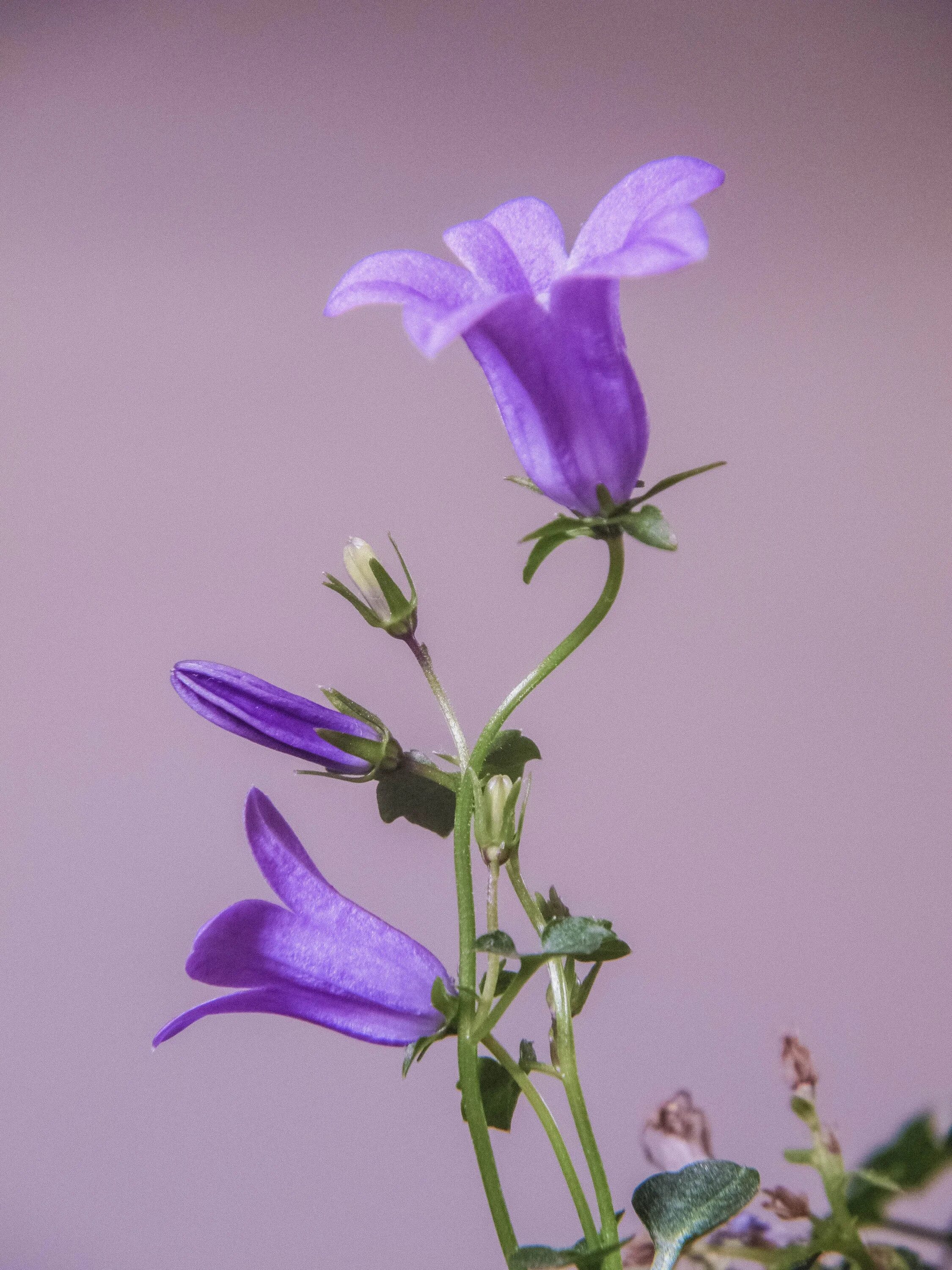 Кампанула блауранка. Колокольчик кампанула lilac. Колокольчик безенгийский. Колокольчик элизабет оливер. Цветок с фиолетовыми цветами колокольчиками.