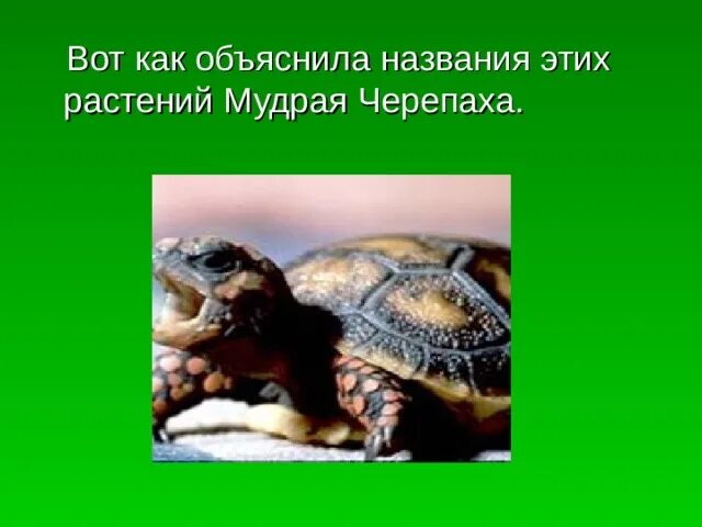 Мудрая черепаха просит тебя рассказать о водных. Мудрая черепаха. Письмо для мудрой черепахи. Мудрая черепаха просит тебя. Письмо мудрой черепахе о водных богатствах.