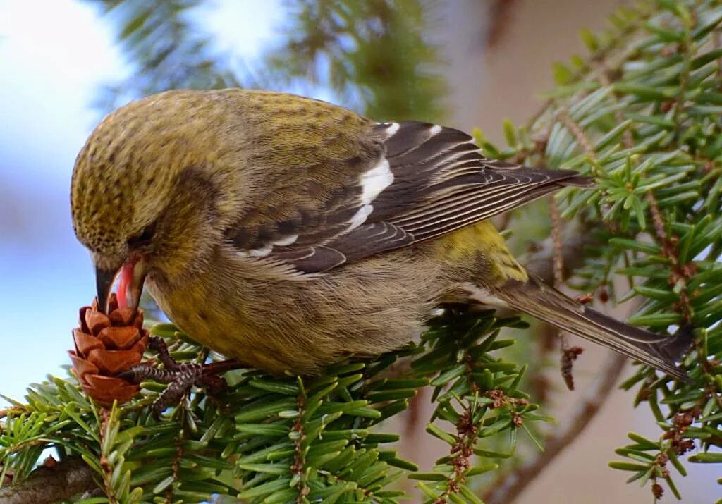 Кто ест шишки ели. Клёст-еловик. Клесты Вьюрковые. Клест и шишки. Белокрылый клёст.