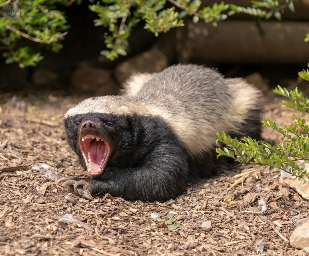 Цитаты волков. Барсук медоед. Гиена. Пушистая гиена. Игрушки сафари лтд сумчатый дьявол.