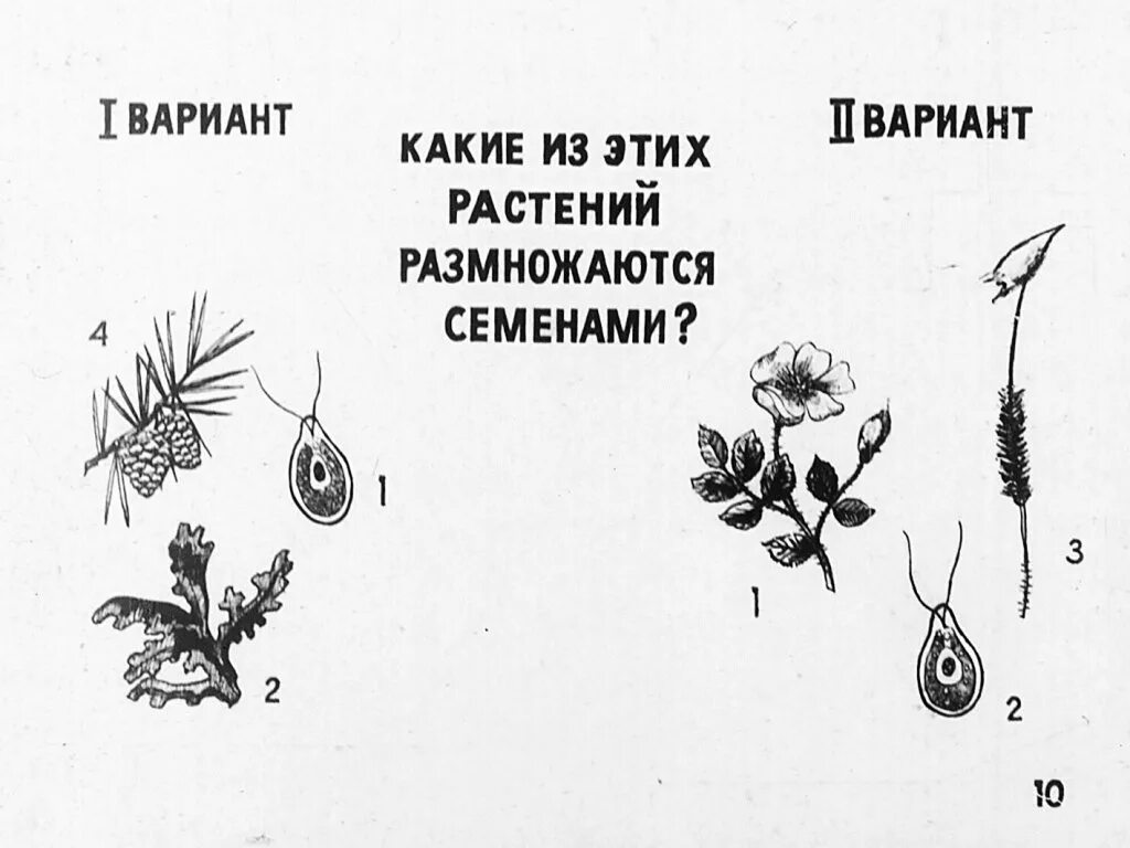 Какое растение размножается семенами. Растения размножающиеся семенами. Цветы которые размножаются семенами. Семенное размножение растений.