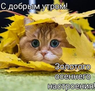 С добрым осенним утром прикольные позитивные
